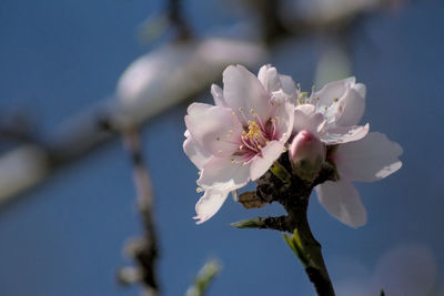 Close-up of white cherry blossom tree