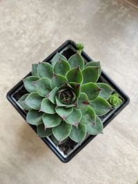 High angle view of succulent plant on table