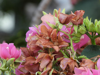 Close-up of pink flowering plants