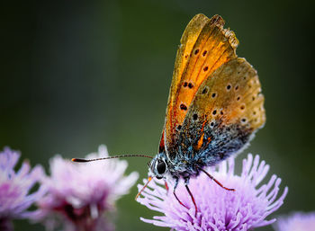 Close-up of butterfly pollinating on purple flower