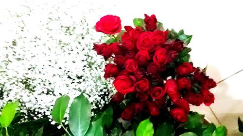 Close-up of red flowers