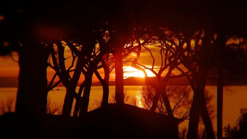 Silhouette trees by lake against sky during sunset