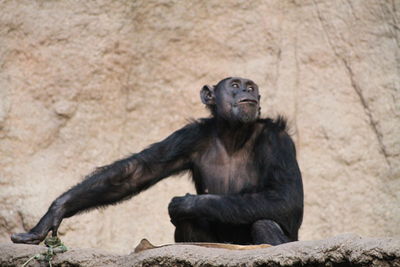 Monkey on rock