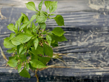 Close-up of plant leaves