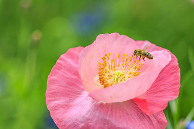 Close-up of insect pollinating on pink flower