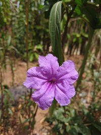 Close-up of purple flower
