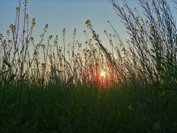Plants growing on field against sky during sunset