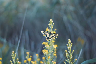 Close-up of butterfly pollinating on flower