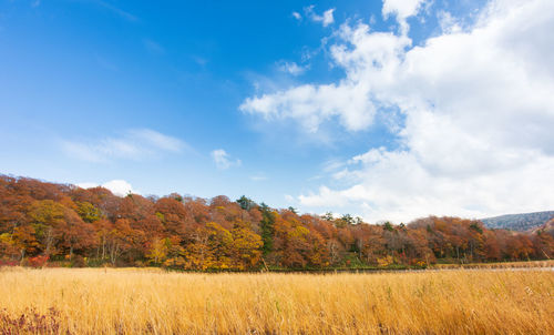 Scenic view of field against sky during autumn