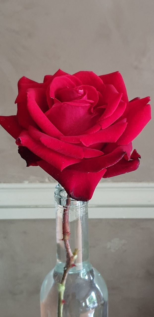 RED ROSE IN VASE