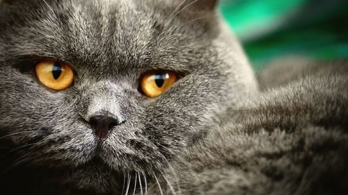 Close-up portrait of a cat