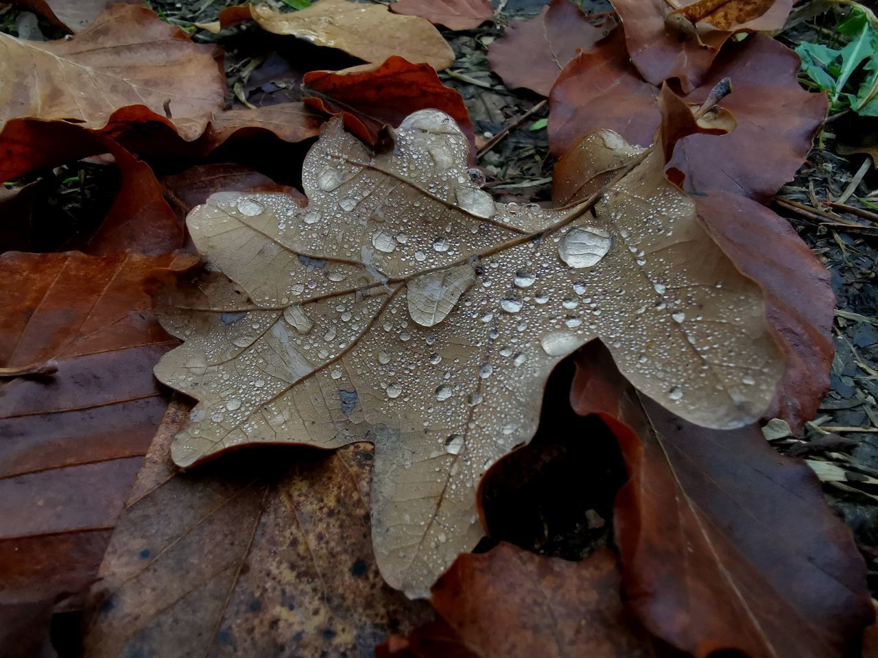 CLOSE-UP OF WET MAPLE LEAVES ON ROAD