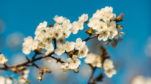 Spring blossom