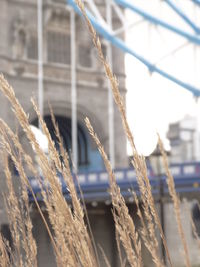 Close-up of plant against blurred background