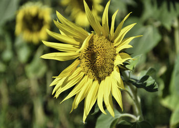 Close-up of sunflower