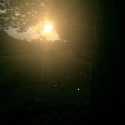 Silhouette of trees against clear sky
