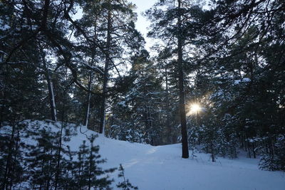 Snow covered trees in forest against sky during winter