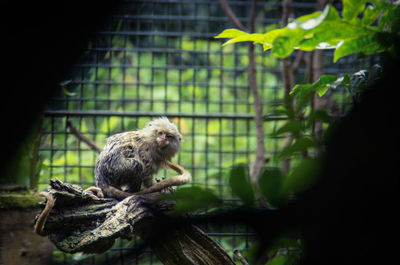 Portrait of monkey sitting on branch in cage