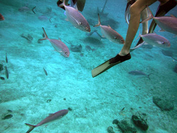 Fish swimming in aquarium