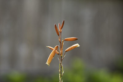 Close-up of flowering plant