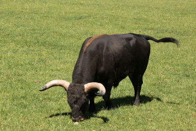 Cow grazing on field