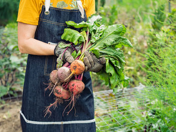 Midsection of farmer holding beetroot at farm