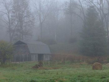 Bare trees on grassy field