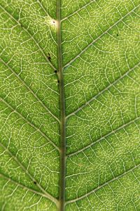 Full frame shot of leaf