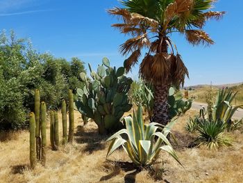 Plants growing on field against sky