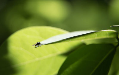 Close-up of fly on leaf