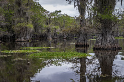 Scenic view of lake in forest