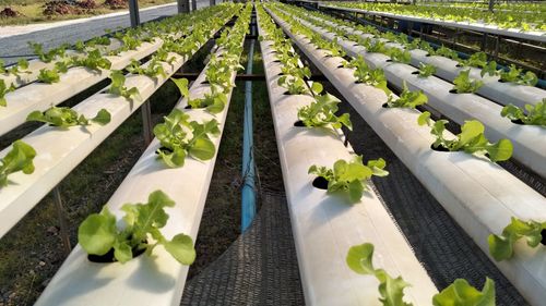 Plants growing in greenhouse