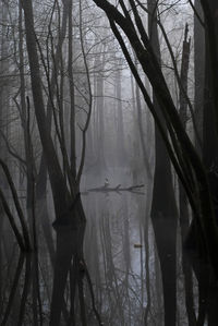 Bare trees in forest during winter