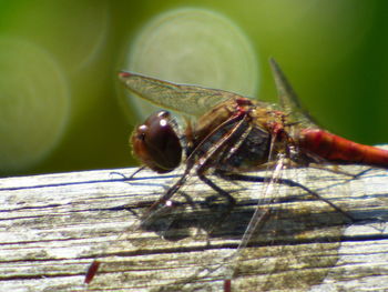 Extreme close up of butterfly