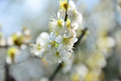 Close-up of apple blossoms in spring