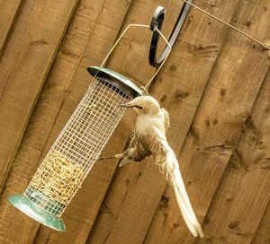 Low angle view of bird in cage