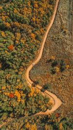 High angle view of road amidst trees