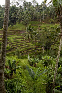 Trees growing in farm