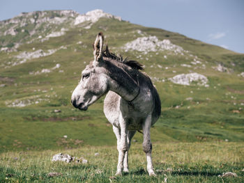 Donkey standing on grassy field
