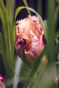 Close-up of snail on plant