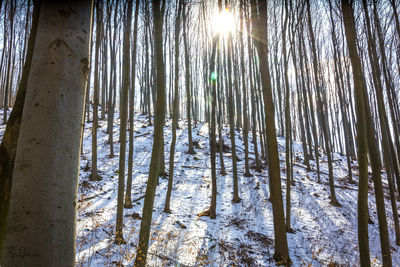 Trees in forest during winter