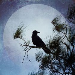 Low angle view of birds perching on branch