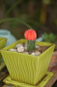 Close-up of potted plant