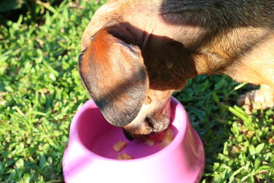 Close-up of dog eating pet food from container on field
