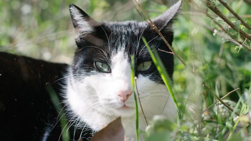 Close-up of cat