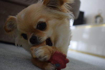 Close-up portrait of a dog at home