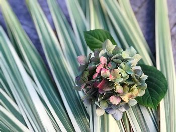 Close-up of flower bouquet