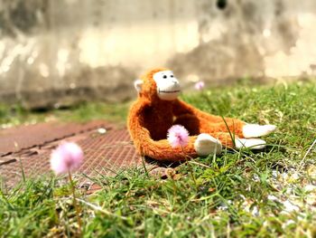 Close-up of stuffed toy on grass