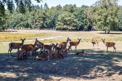 Horses in a field