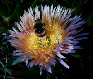 Close-up of honey bee on flower